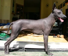 Peruvian Inca Orchid - Varies apartment-friendly dog breed