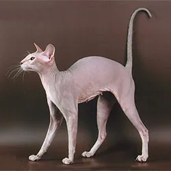 Peterbald - Medium apartment-friendly cat breed
