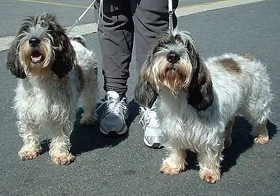 Petit Basset Griffon Vendeen - Small-Medium family-friendly dog breed