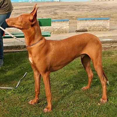 Pharaoh Hound - Medium-Large family-friendly dog breed