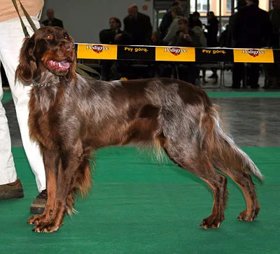 Picardy Spaniel - Large family-friendly dog breed
