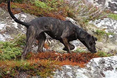 Plott Hound - Large family-friendly dog breed