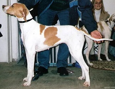 Pointer - long-living Large dog breed