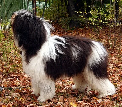 Polish Lowland Sheepdog - Medium family-friendly dog breed