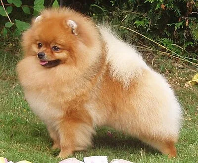 Pomeranian - Toy apartment-friendly dog breed