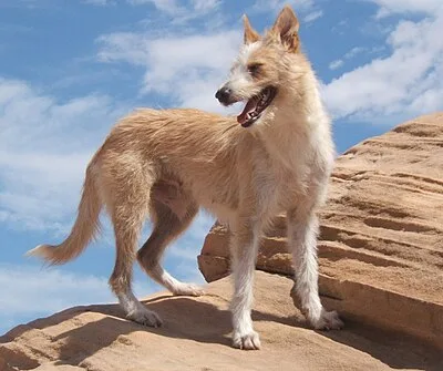 Portuguese Podengo - Varies family-friendly dog breed