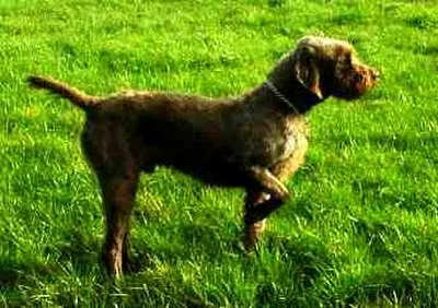 Pudelpointer - Large family-friendly dog breed