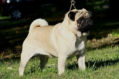 Pug - Small apartment-friendly dog breed