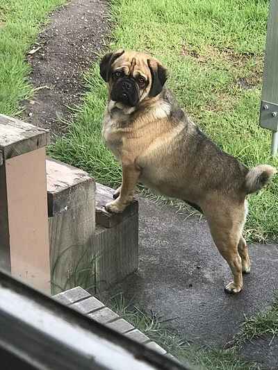 Puggle - Small-Medium apartment-friendly dog breed