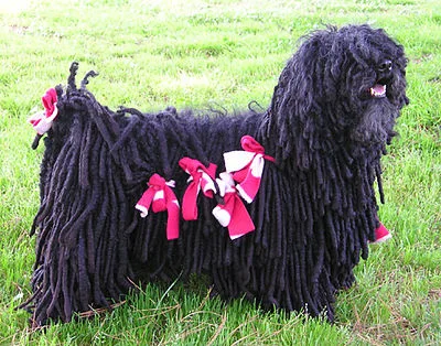 Puli - Medium family-friendly dog breed