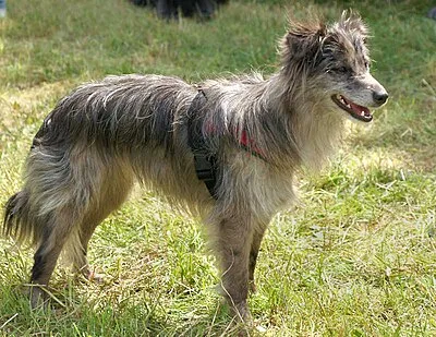 Pyrenean Shepherd - long-living Small-Medium dog breed
