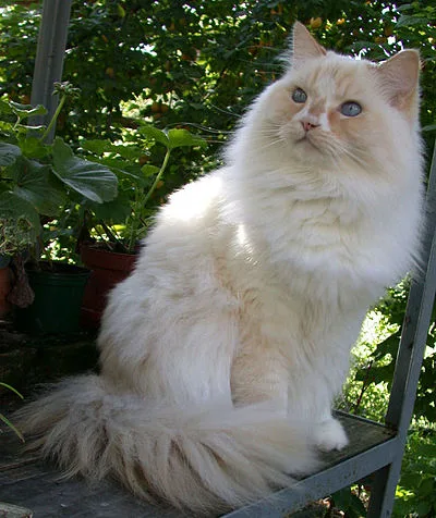 Ragamuffin - Large apartment-friendly cat breed