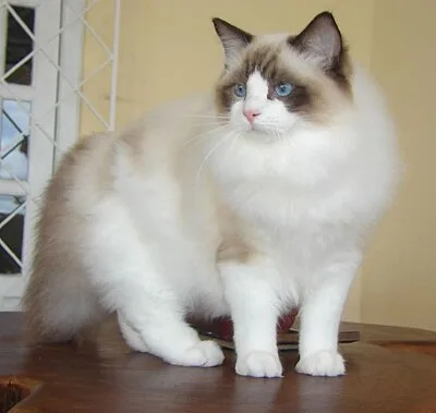 Ragdoll - Large apartment-friendly cat breed