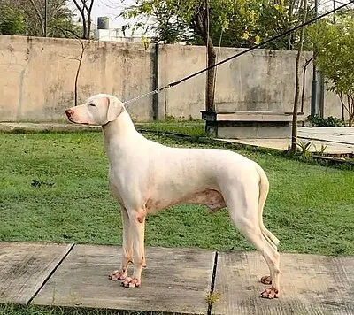Rajapalayam - Large family-friendly dog breed