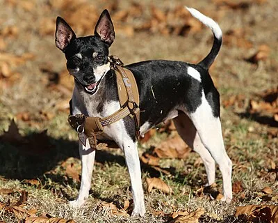 Rat Terrier - Small-Medium apartment-friendly dog breed