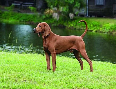 Redbone Coonhound - Large family-friendly dog breed