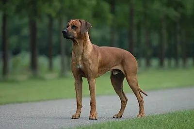 Rhodesian Ridgeback - Large family-friendly dog breed