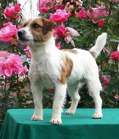 Russell Terrier - Small apartment-friendly dog breed
