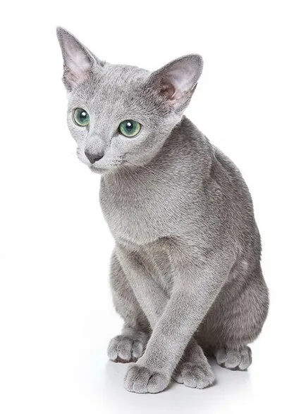 Russian Blue - Medium apartment-friendly cat breed