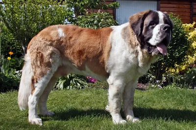Saint Bernard - Giant family-friendly dog breed