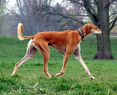 Saluki - Large family-friendly dog breed