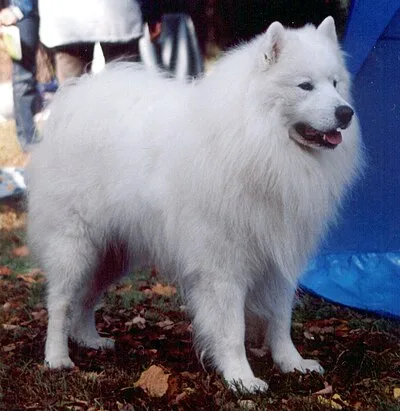 Samoyed - Medium-Large family-friendly dog breed