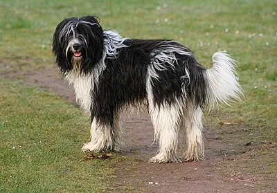 Schapendoes - Medium family-friendly dog breed
