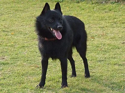 Schipperke - Small apartment-friendly dog breed