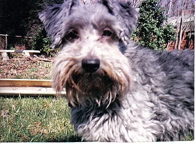 Schnoodle - Varies family-friendly dog breed