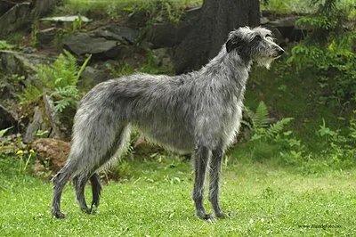 Scottish Deerhound - Giant family-friendly dog breed