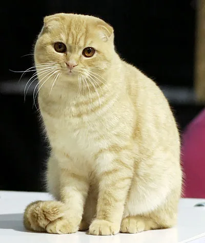 Scottish Fold - Medium apartment-friendly cat breed