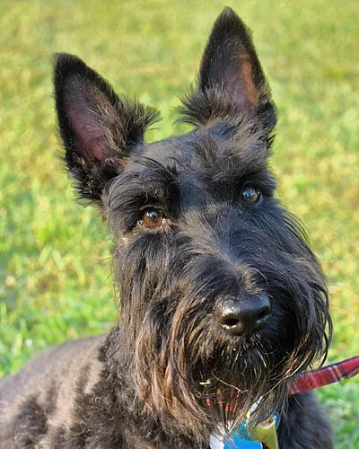 Scottish Terrier - Small apartment-friendly dog breed