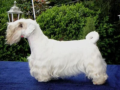 Sealyham Terrier - Small apartment-friendly dog breed