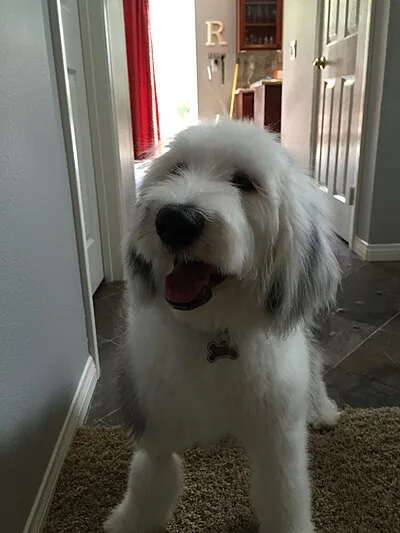 Sheepadoodle - Large beginner-friendly dog breed