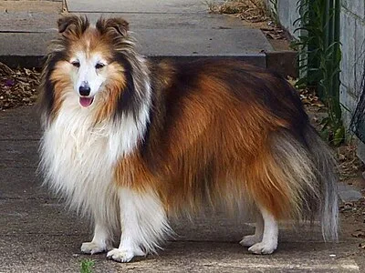 Shetland Sheepdog - Small-Medium family-friendly dog breed