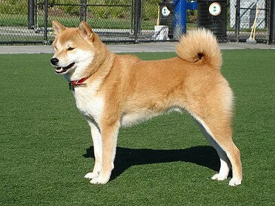 Shiba Inu - Small-Medium apartment-friendly dog breed