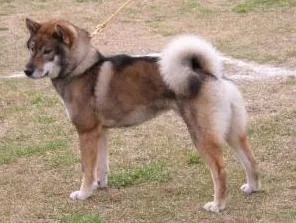 Shikoku - Medium apartment-friendly dog breed