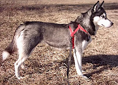 Siberian Husky - Medium-Large family-friendly dog breed