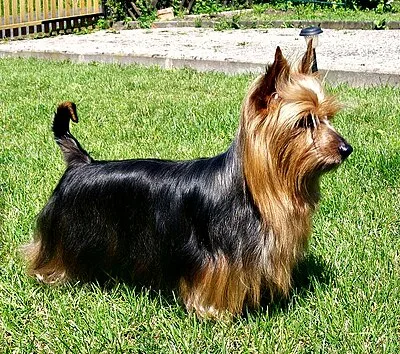Silky Terrier - Small apartment-friendly dog breed