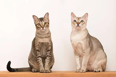 Singapura - Small apartment-friendly cat breed