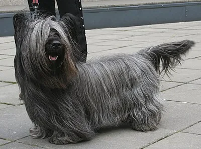 Skye Terrier - hypoallergenic Small-Medium dog breed