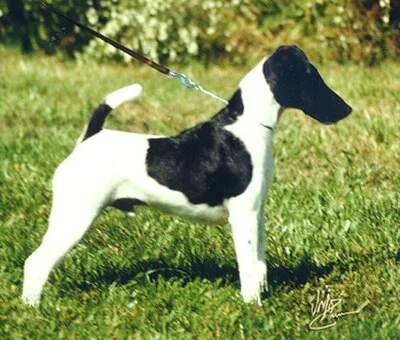 Smooth Fox Terrier - Small apartment-friendly dog breed