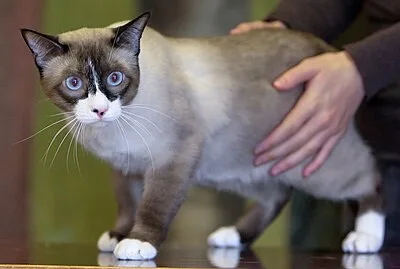 Snowshoe - Medium apartment-friendly cat breed