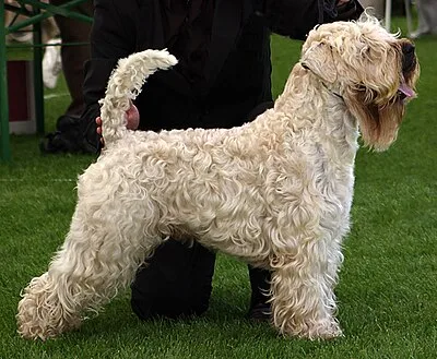 Soft-Coated Wheaten Terrier - Medium family-friendly dog breed