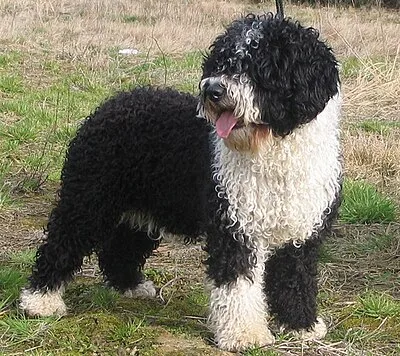 Spanish Water Dog - Medium family-friendly dog breed