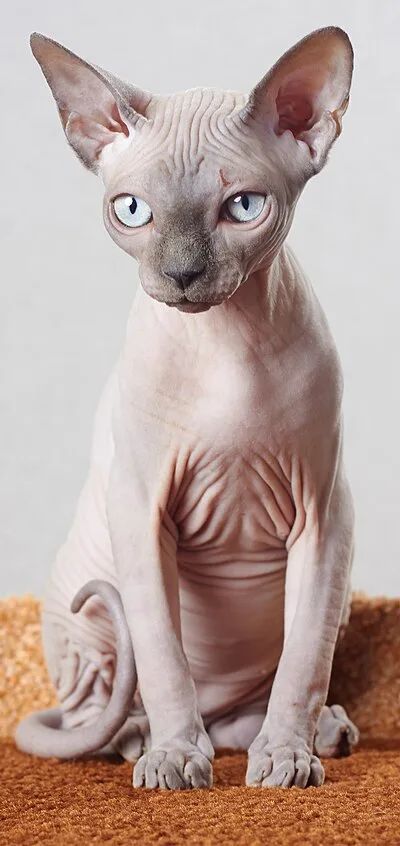 Sphynx - Medium apartment-friendly cat breed