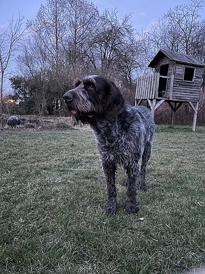 Spinone Italiano - Large family-friendly dog breed