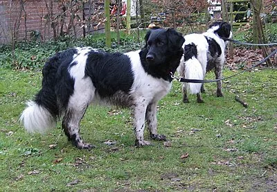Stabyhoun - Medium family-friendly dog breed