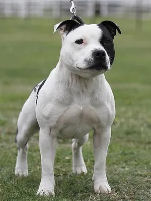 Staffordshire Bull Terrier - Medium family-friendly dog breed