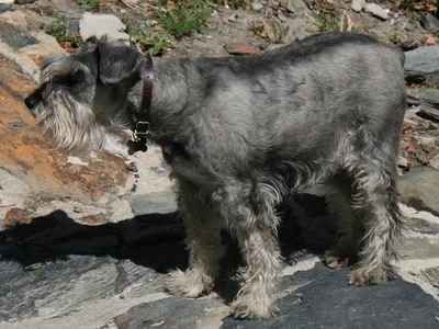 Standard Schnauzer - Medium family-friendly dog breed